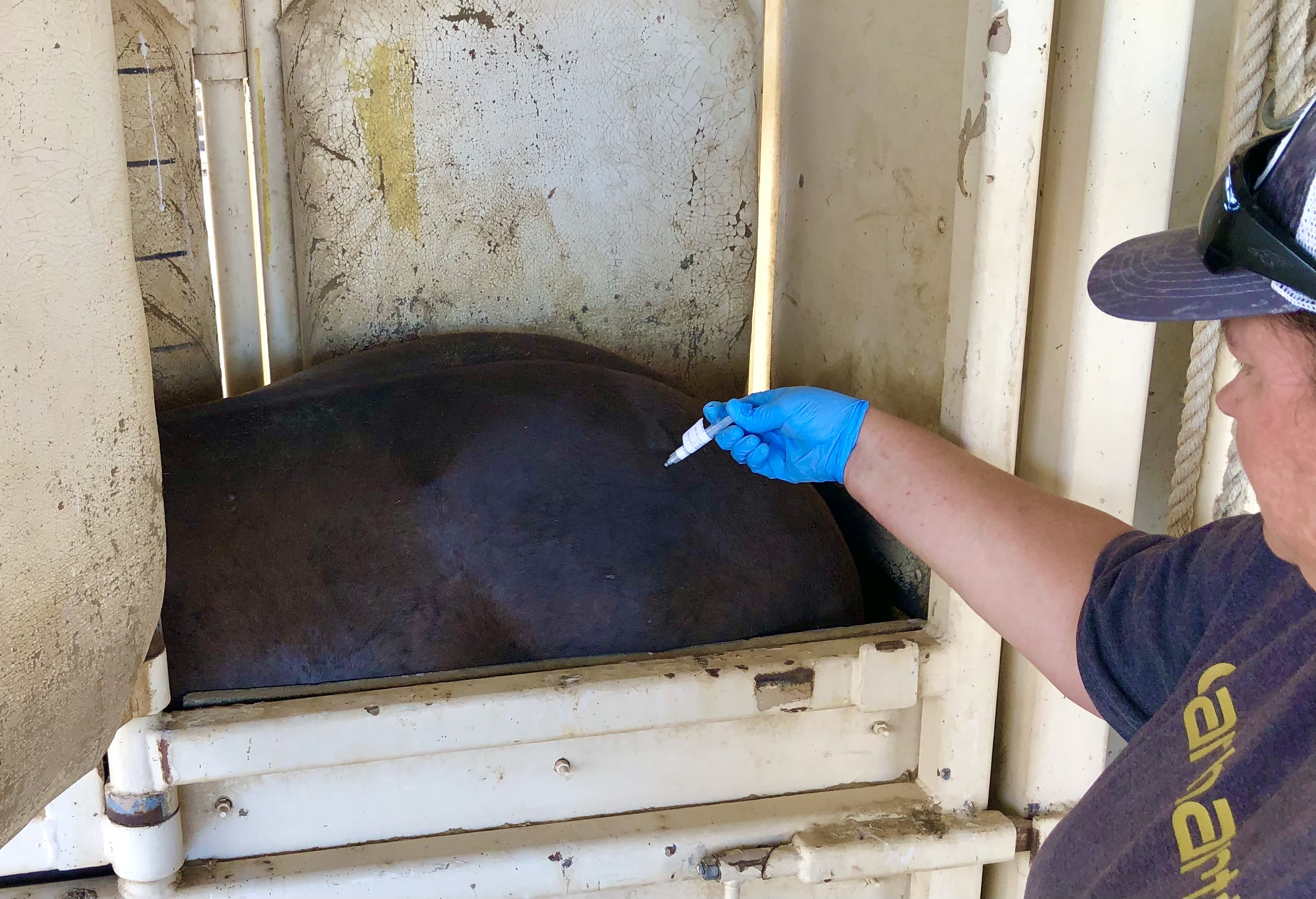 A BLM wild horse and burro specialist applies a booster of a fertility control vaccine to a captured wild mare in a chute at the Reveille Herd Management Area.