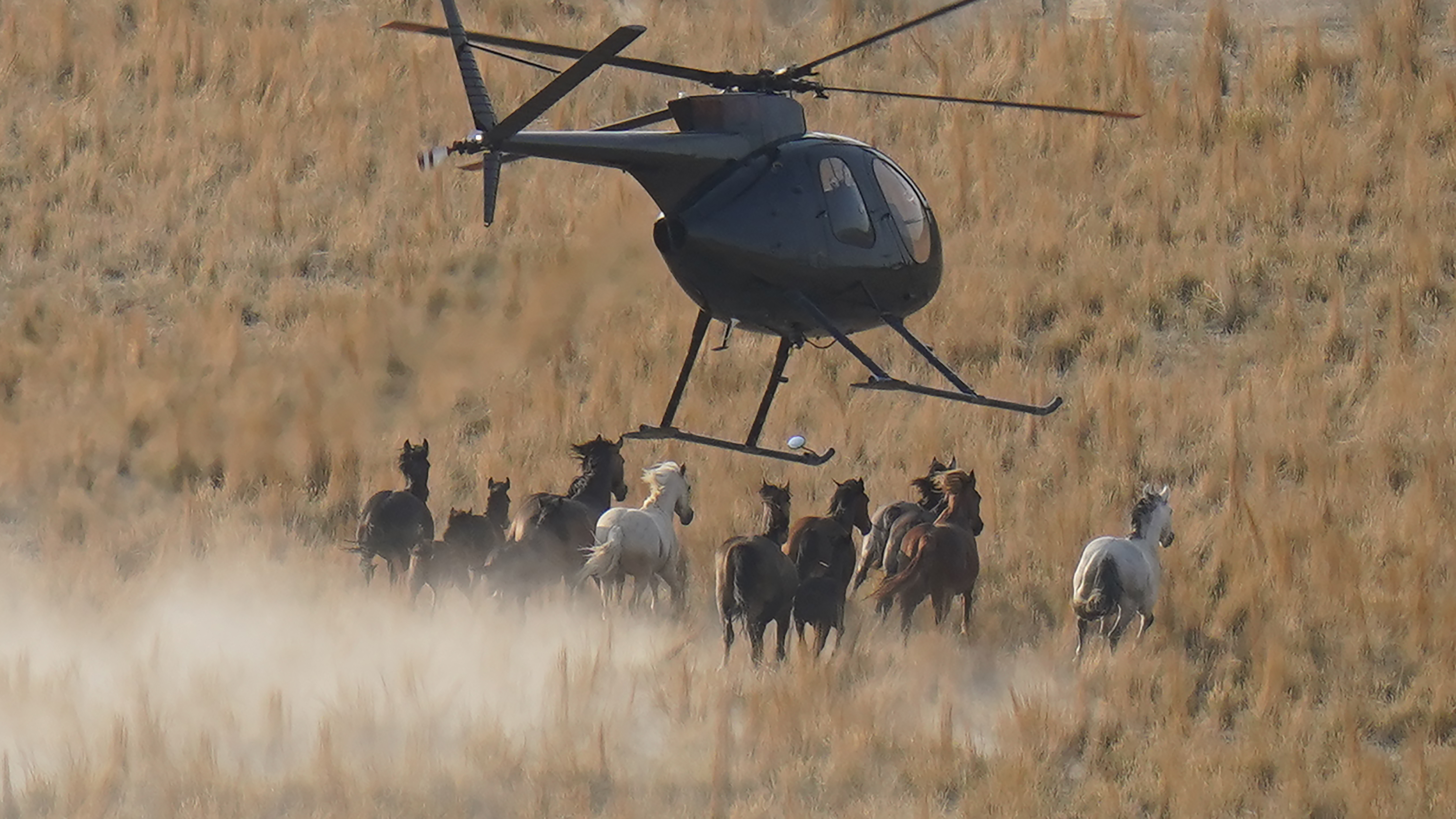A helicopter pushes wild horses during a roundup near the U.S. Army Dugway Proving Ground in Utah.