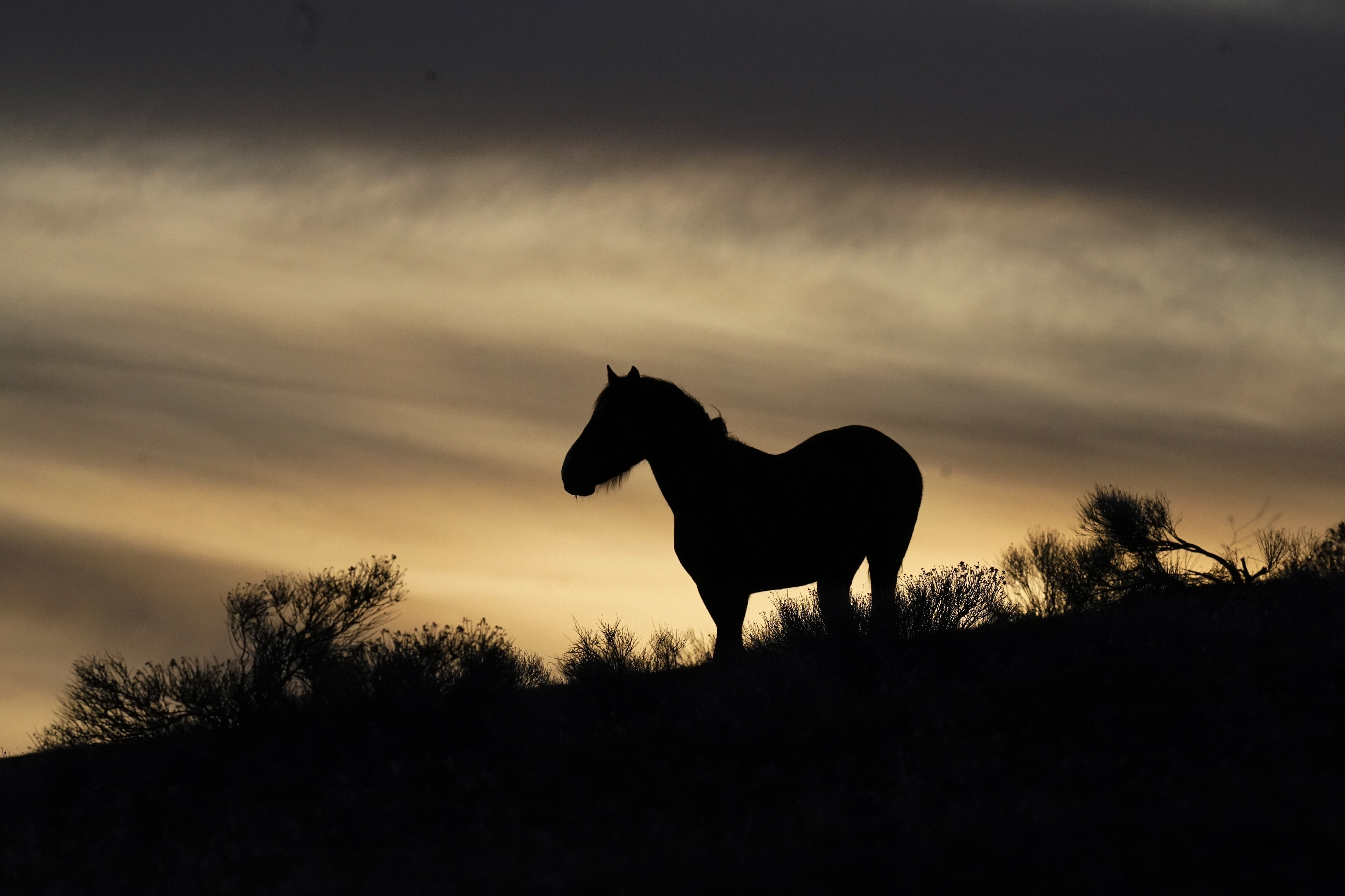 A wild horse stands on a hillside on the Fort McDermitt Paiute-Shoshone Indian Reservation.